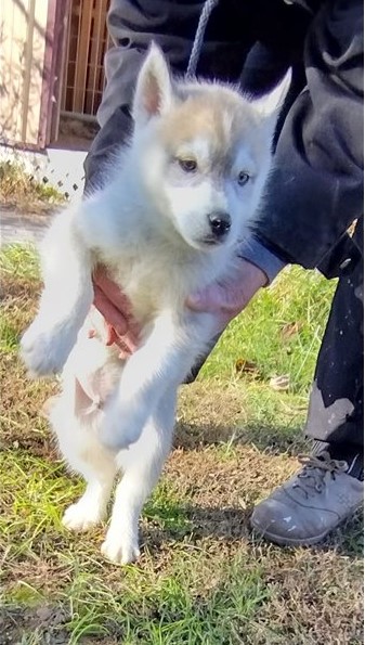 Magnifiques chiots husky sibrien Animaux 2