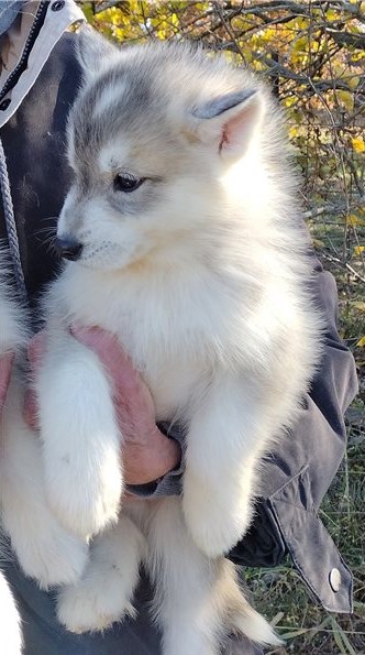 Magnifiques chiots husky sibrien Animaux 4