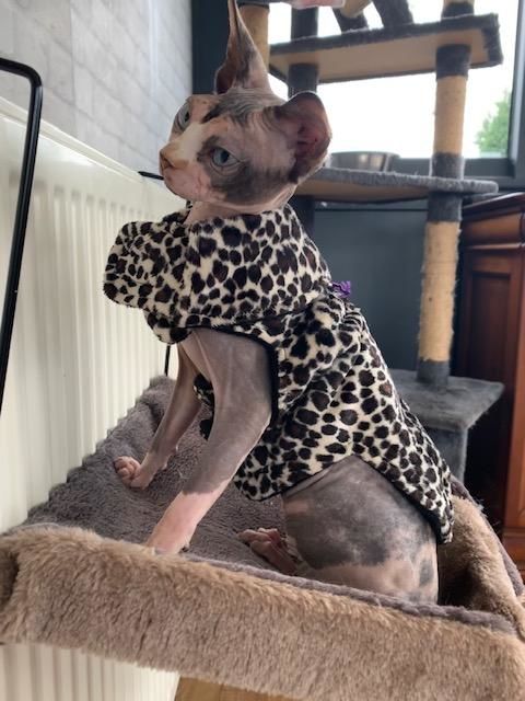 Sphynx femelle contre bon soin Sphynx femelle contre bon soin Animaux