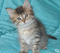 Trs belle Chaton Maine Coon femelle Animaux