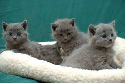 Un Chaton chartreux disponible pour soins  Animaux