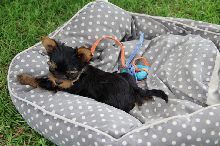 Yorkshire femelle Mini non lof a donner Yorkshire femelle Mini non lof a donner Animaux