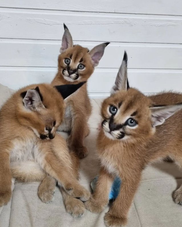 chaton caracal  Animaux