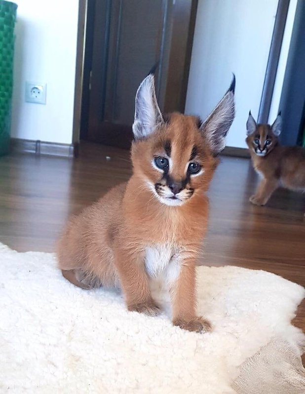 chaton caracal  Animaux 2