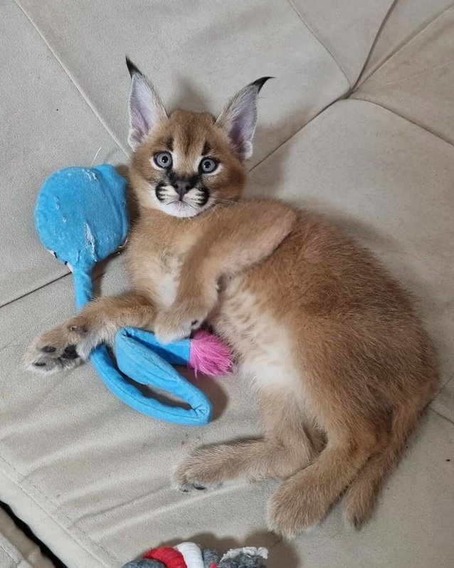 chaton caracal  Animaux 4