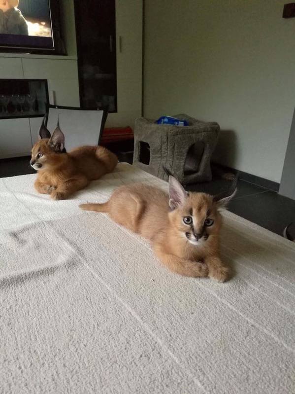 chatons caracal disponibles  Animaux 3