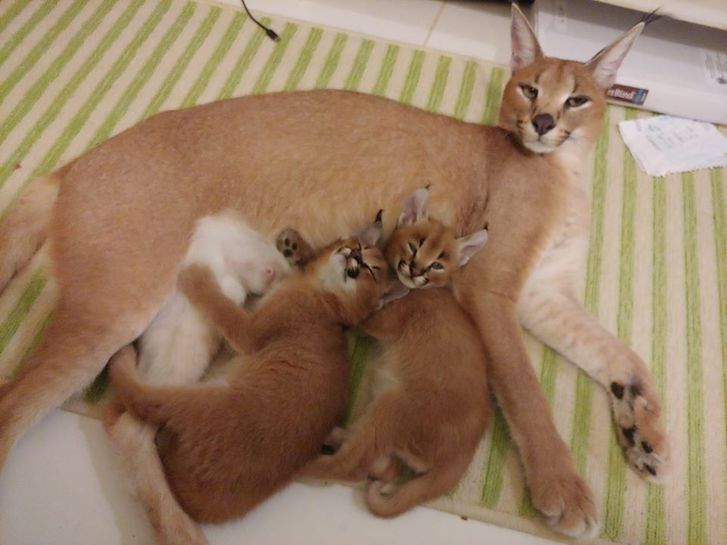 chatons caracal disponibles  Animaux 4