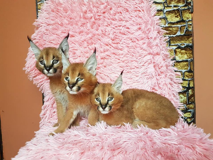 chatons serval et caracal disponibles chatons serval et caracal disponibles Animaux