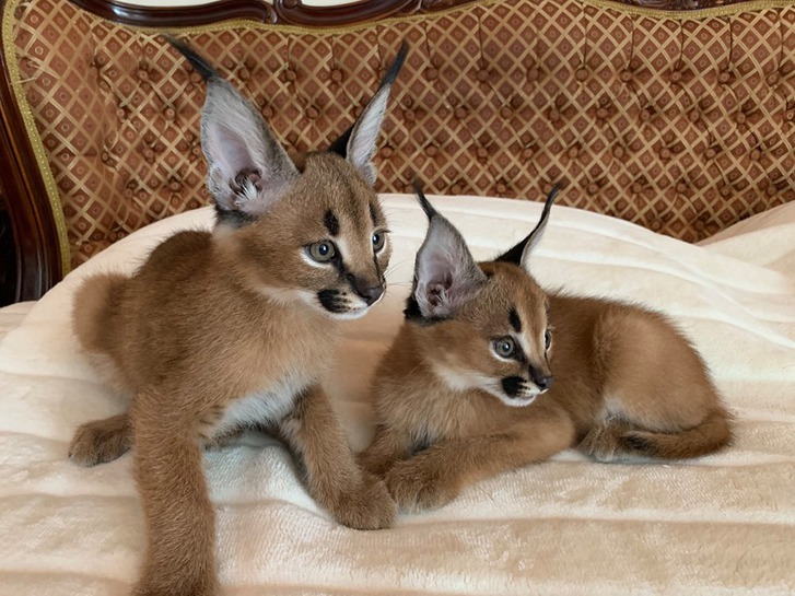 chatons serval et caracal disponibles 3 chatons serval et caracal disponibles Animaux 3
