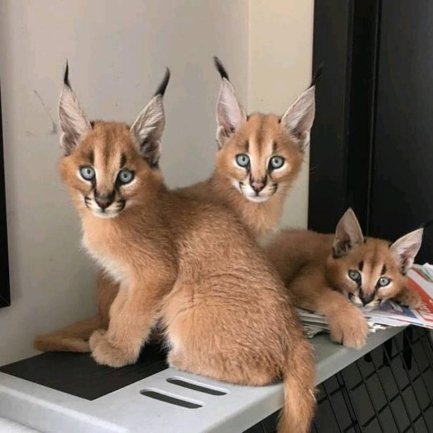 chatons serval et caracal disponibles 4 chatons serval et caracal disponibles Animaux 4