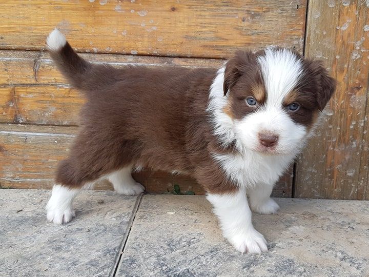 chiot Berger australien femelle chiot Berger australien femelle Animaux