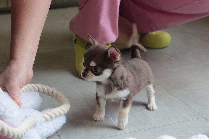chiot chihuahua à cèder chiot chihuahua à cèder Animaux