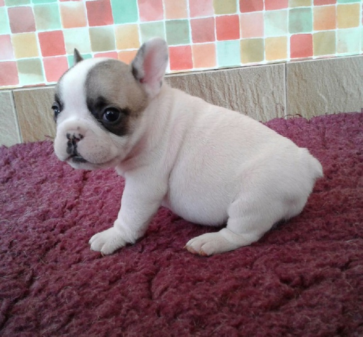 chiot femelle type Bouledogue franais pour nol Animaux