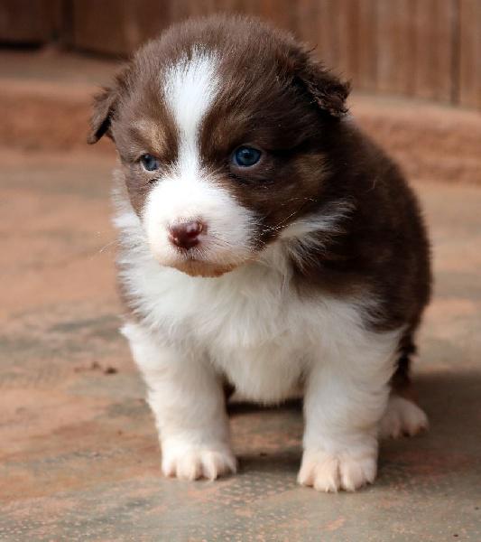 chiot type berger Australien femelle LOF chiot type berger Australien femelle LOF Animaux