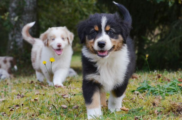 chiots berger australien Animaux