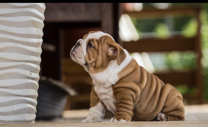 chiots bulldog Anglais disponible de suite Animaux