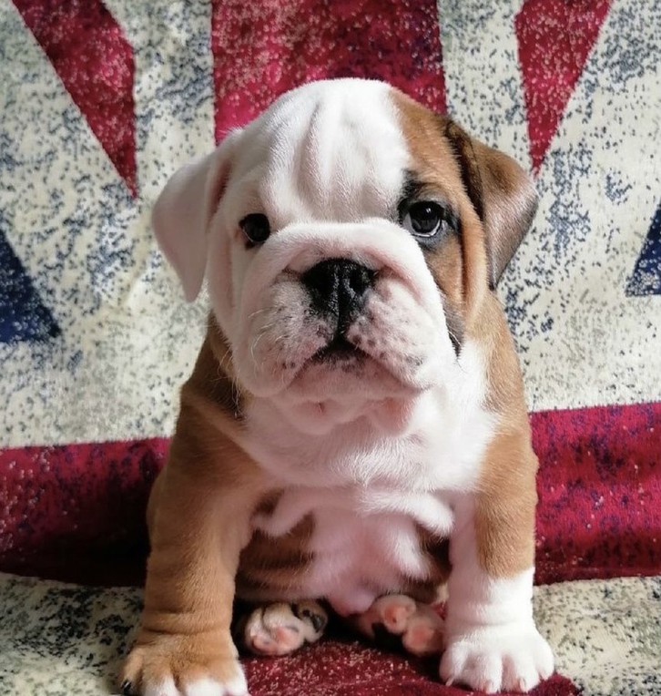 chiots bulldog Anglais disponible de suite Animaux 2