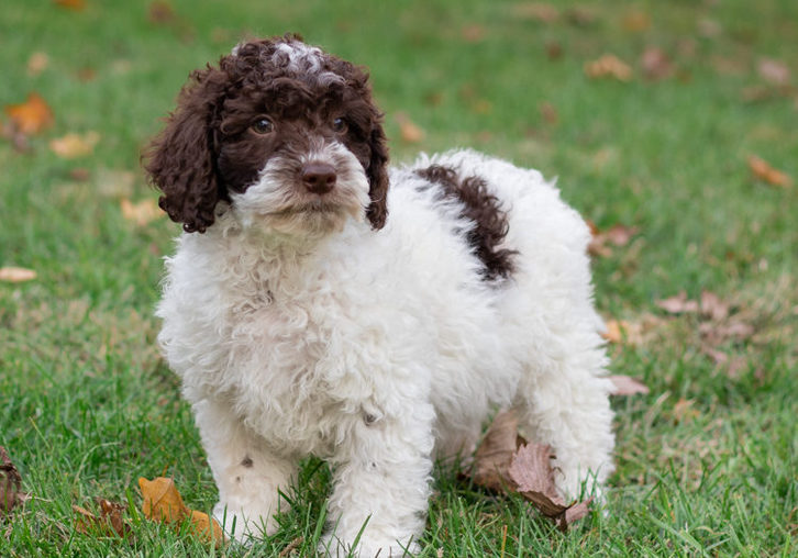 chiots caniches Animaux