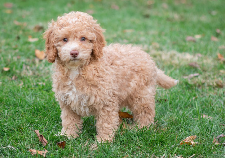 chiots caniches Animaux 2