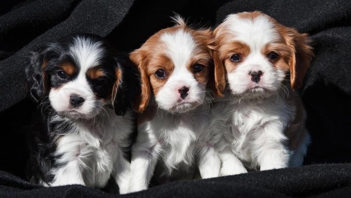 chiots cavalier king charles a donner Animaux