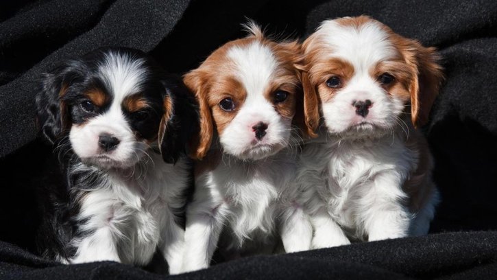chiots cavalier king charles a donner chiots cavalier king charles a donner Animaux