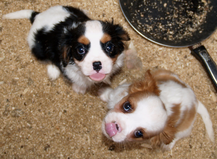 Chiots Cavalier King Charles A Donner Animaux Adorables Petits Merveilles Cavaliers King Charles Lof Mal Offre Chiots Cavalier King Charles A Donner Annonces Gratuites Chez Www Ticari Fr