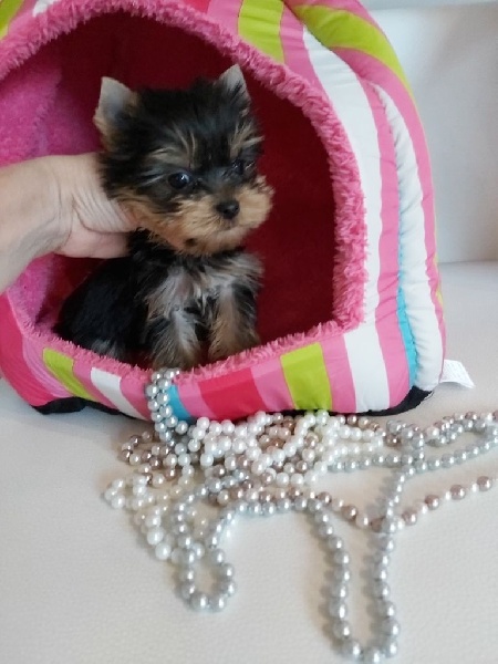 chiots cavalier king charles a donner chiots cavalier king charles a donner Animaux