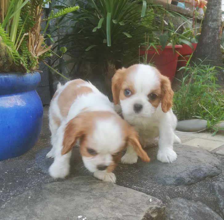 chiots cavalier king charles spaniel  Animaux