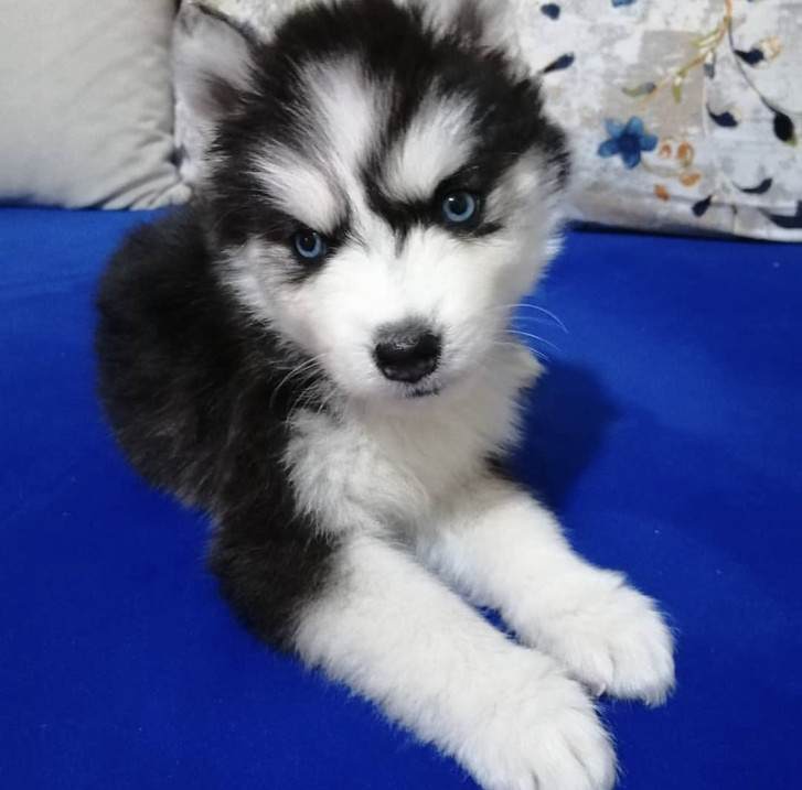 chiots husky siberien chiots husky siberien Animaux