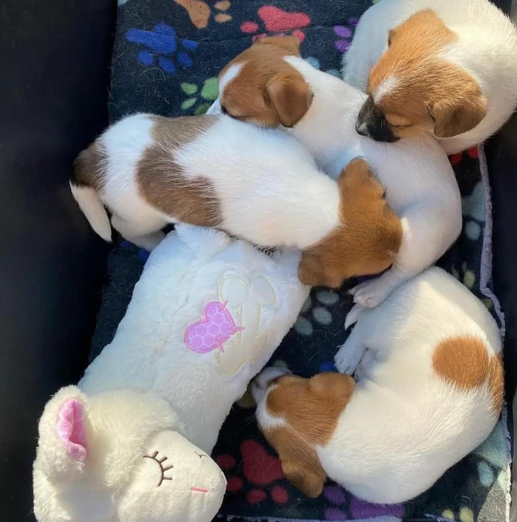 chiots jack russel adorable chiots jack russel adorable Animaux