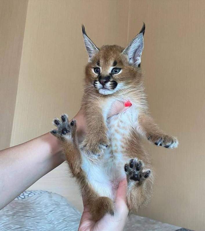 des chatons caracal  , Serval et savannah F1 disponible Animaux