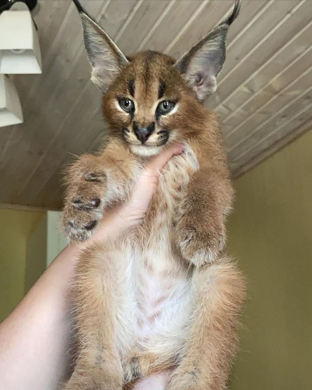 des chatons caracal  , Serval et savannah F1 disponible Animaux 2