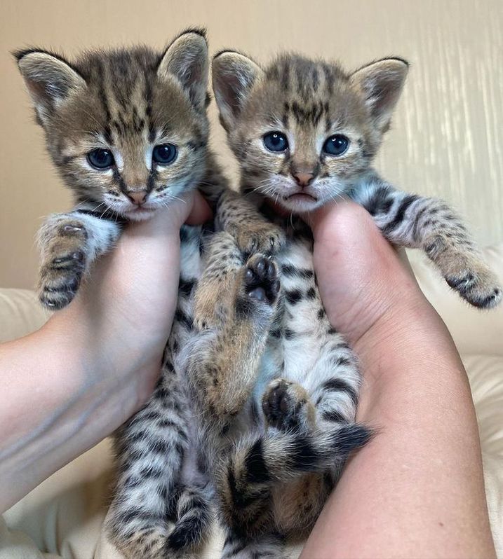 des chatons caracal  , Serval et savannah F1 disponible Animaux 3