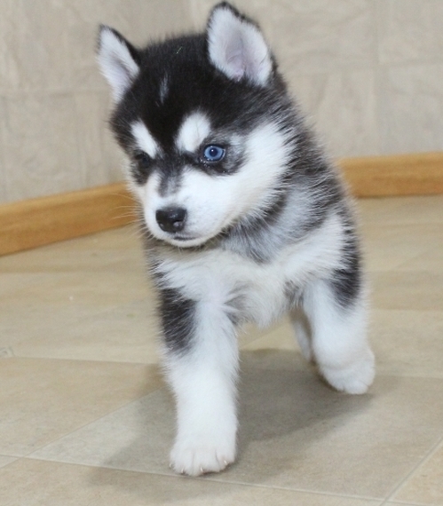 donne chiots pomsky contre bon soins donne chiots pomsky contre bon soins Animaux