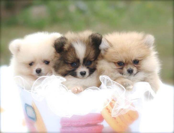 donne chiots spitz nain contre bon soins donne chiots spitz nain contre bon soins Animaux