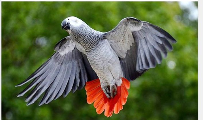perroquet gris du gabon perroquet gris du gabon Animaux