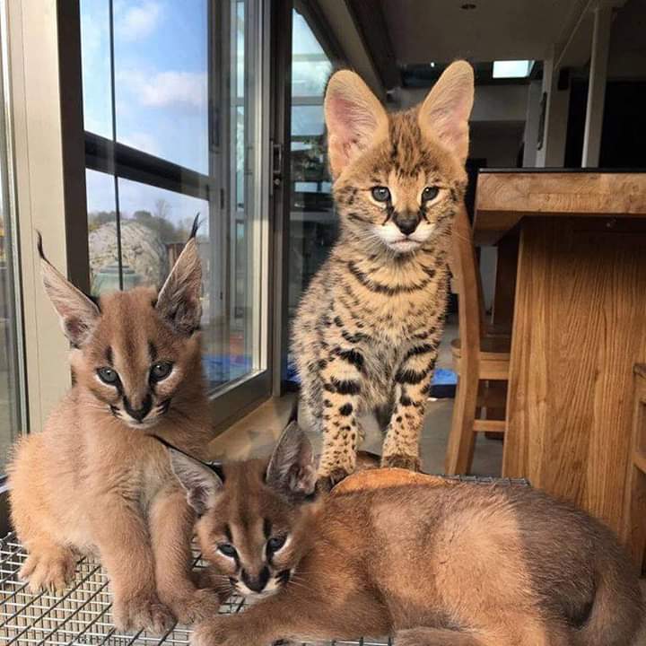 serval,caracal,savannah Animaux