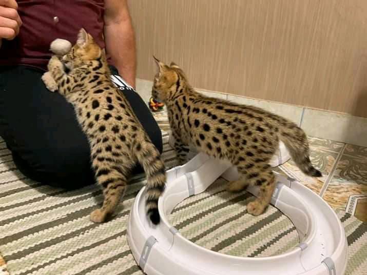 serval,caracal,savannah Animaux 2