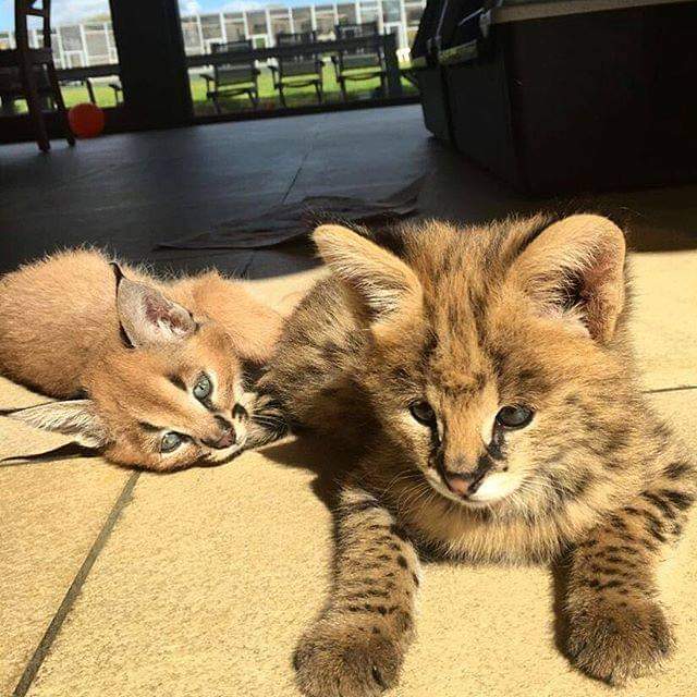 serval,caracal,savannah Animaux 3