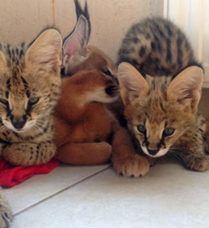 serval,caracal,savannah Animaux 4