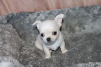 A donner Superbe Chiots type Chihuahua Mâle 