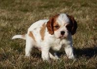 A donner contre bon soin Cavalier King Charles