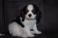 A donner contre bon soin Cavalier King Charles