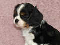 ‎A donnez Cavalier Charle Spaniel Femelle<br>‎a donnez Contre bon soin un Chiot Cavalier Charl