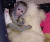Adorable singe capucin femelle a donné