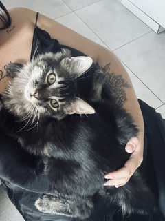 Je suis un petit mal du nom de noupy j’ai 4 mois et je suis à la recherche de ma famille 