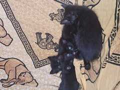 A donner  3 chatons  noirs 2 mois ,sevrés ,propres ..contre bons soins .tel 02 87 50 56 25 .