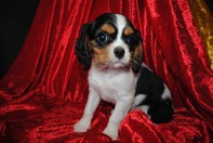 Chiot cavalier king charles