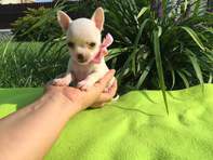 Chiot chihuahua femelle