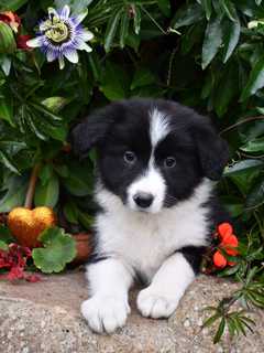 chiots disponible de suite;<br>-Age: 3 mois<br>-Nombre dans la portée: 3<br>2 mâles<br>1 feme